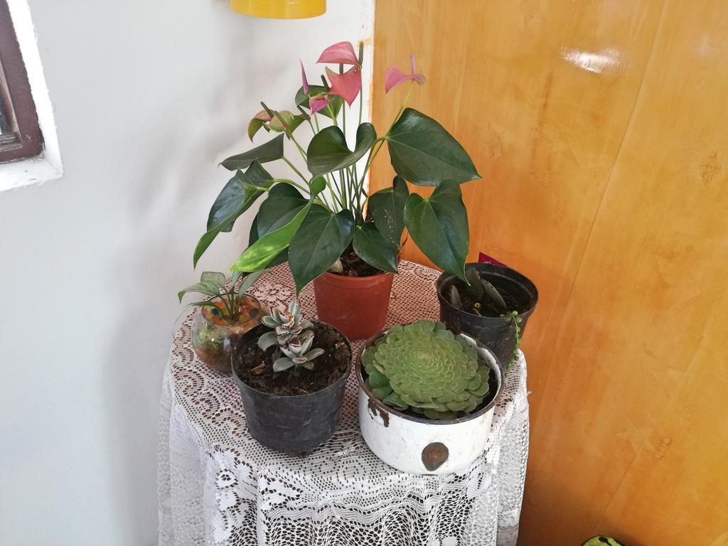 Posada Elenita Salento Luaran gambar